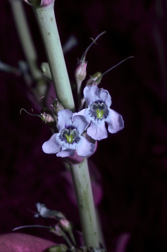 Image of Penstemon fendleri by (c) Michelle W. （鍾偉瑋）, some rights reserved (CC BY)