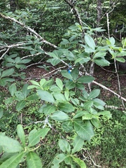 Rhododendron arborescens