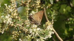 Satyrium favonius