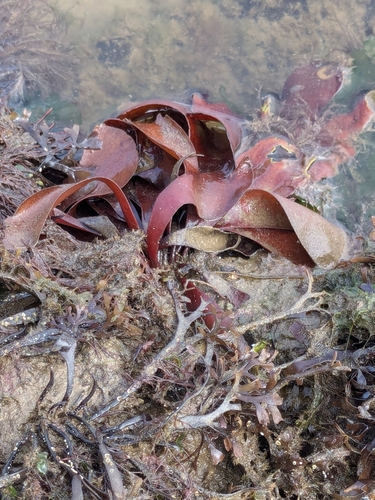 Image of Dilsea carnosa by (c) Rhonda Ridley, some rights reserved (CC BY-SA)