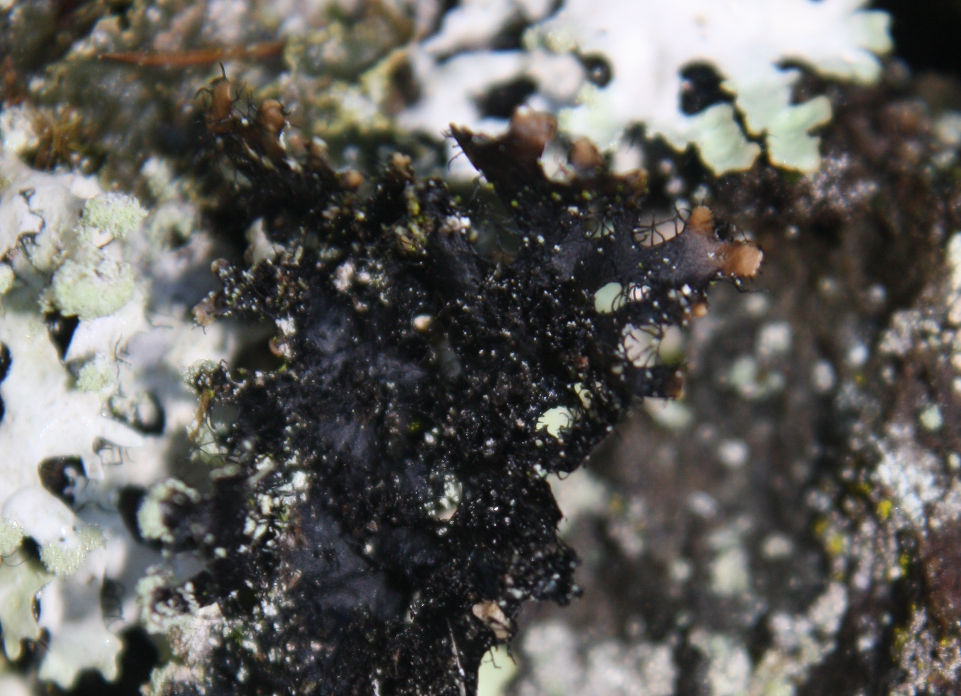 Parmotrema perlatum image