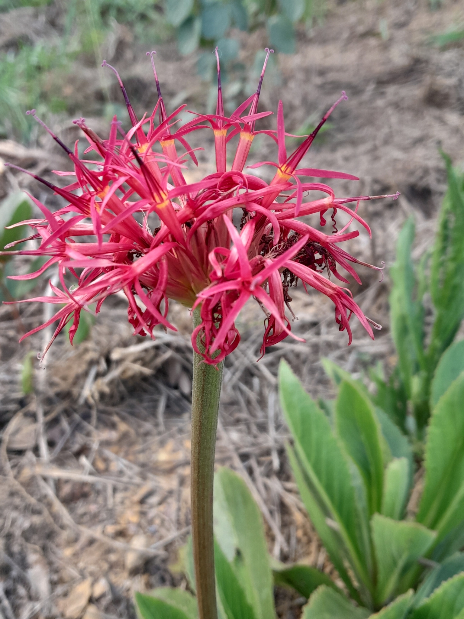 Chresta curumbensis
