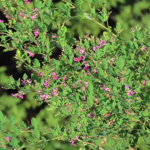 Lespedeza melanantha iNat (3)