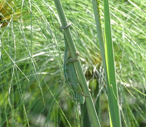 Trioceros ellioti