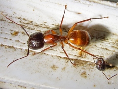 Camponotus sansabeanus