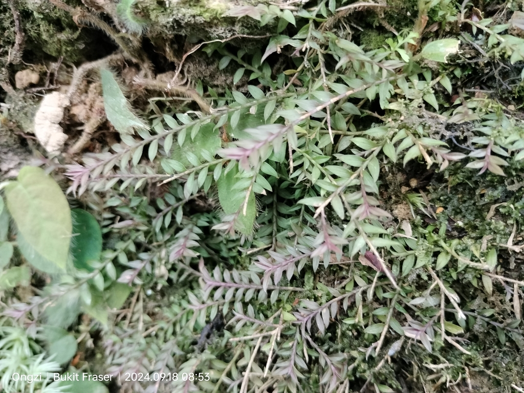 Podochilus microphyllus
