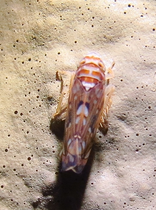 Scaphoideus bifurcatus