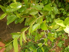 Coccoloba microstachya