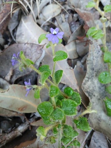 Image of Dampiera hederacea by (c) Leon Perrie, some rights reserved (CC BY)
