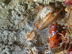 Mimetus eutypus