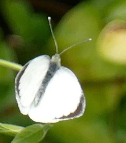 Pieris brassicae