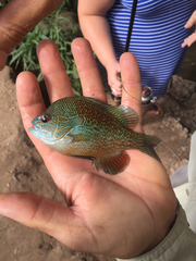 Lepomis aquilensis