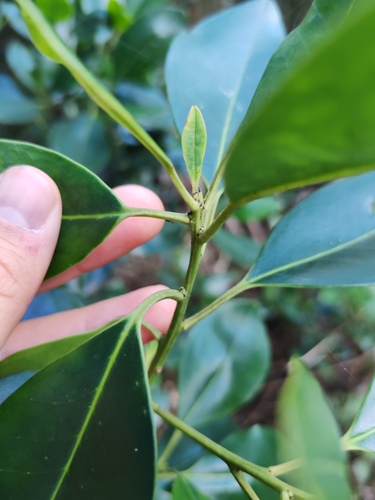 Image of Ilex canariensis by (c) Ljaž, some rights reserved (CC BY)