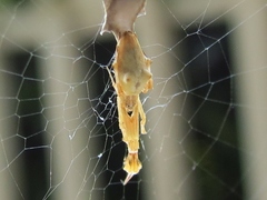 Uloborus glomosus