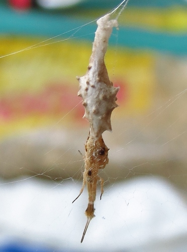 Featherlegged Orbweaver photo 3