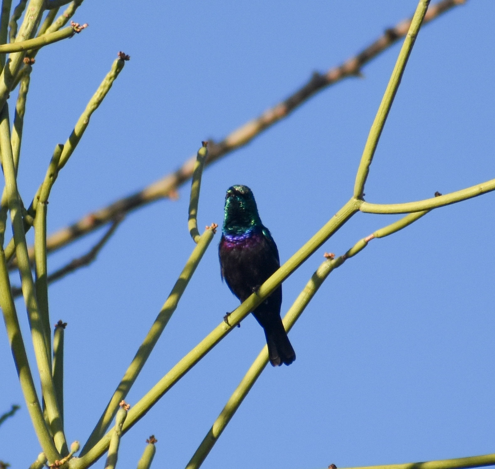 Tsavo Sunbird (Cinnyris tsavoensis), photo 5