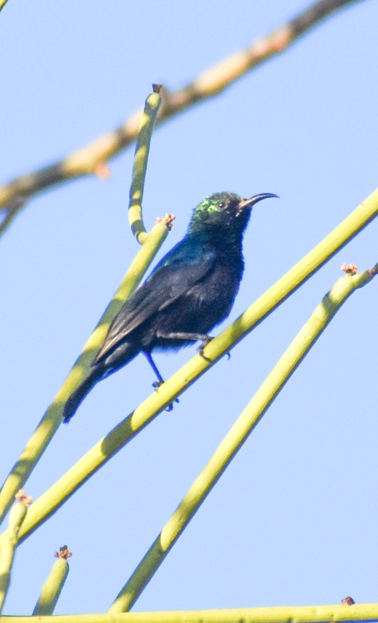 Tsavo Sunbird (Cinnyris tsavoensis), photo 6