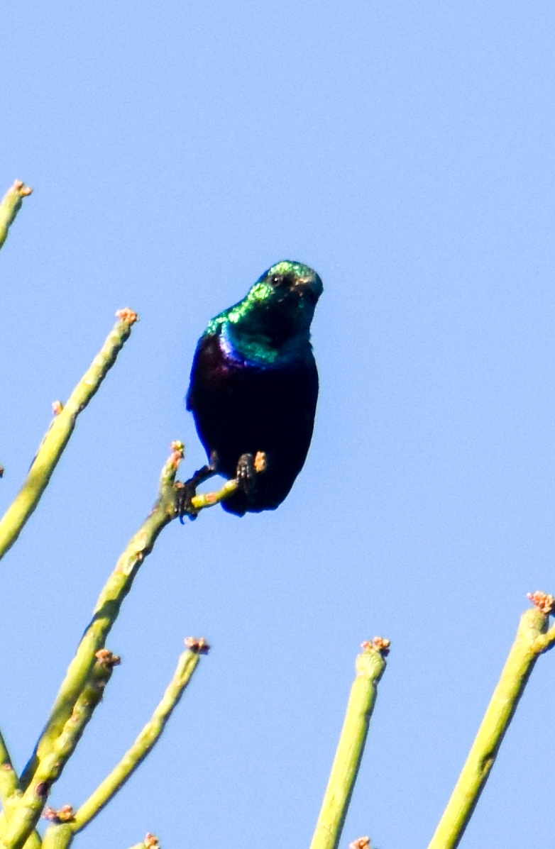 Tsavo Sunbird (Cinnyris tsavoensis), photo 7