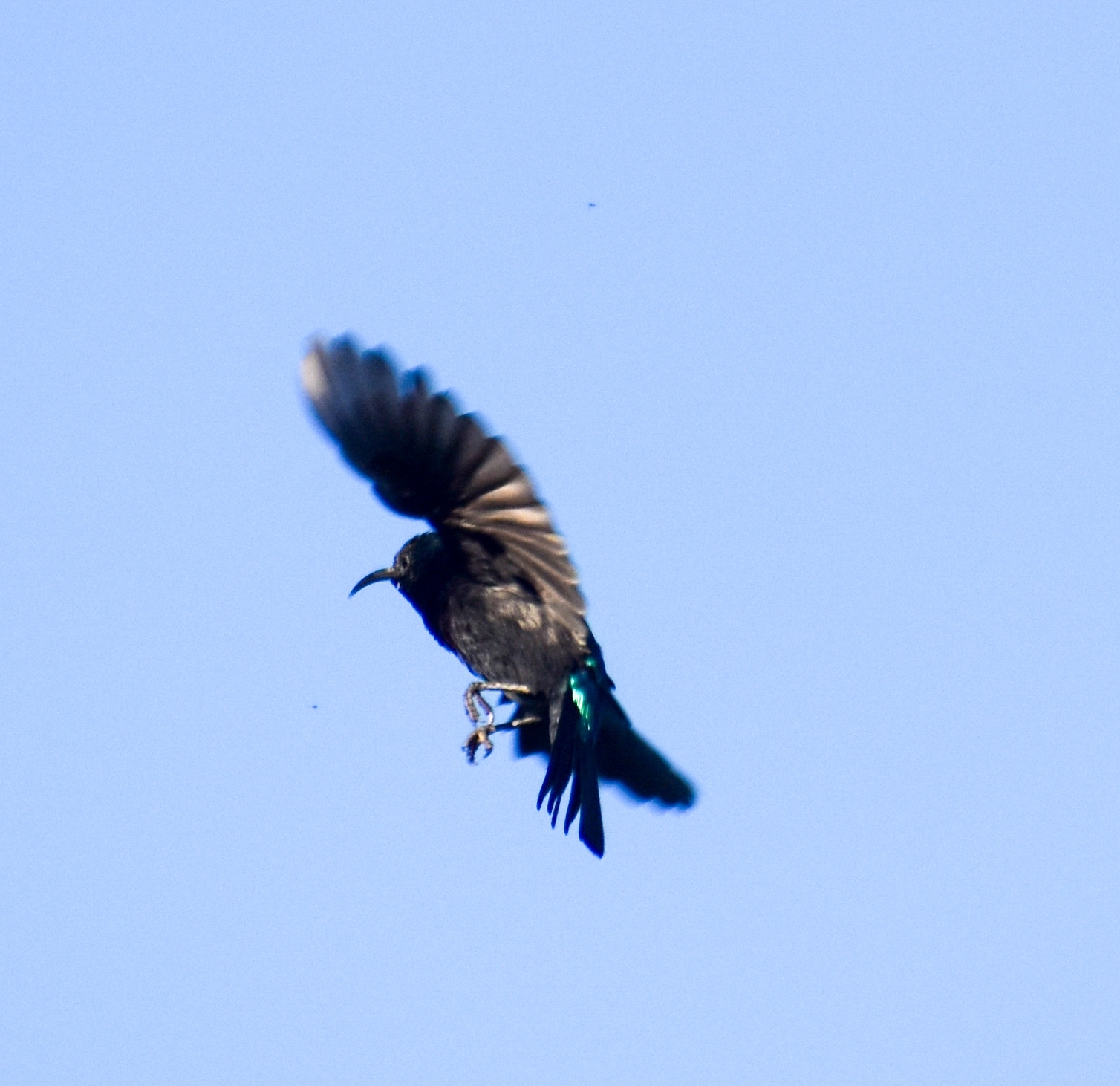 Tsavo Sunbird (Cinnyris tsavoensis), photo 8
