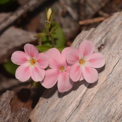 Phlox adsurgens