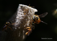 Tetragonisca fiebrigi