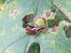 Huastecacris truncatipennis