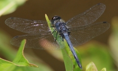 Celithemis verna