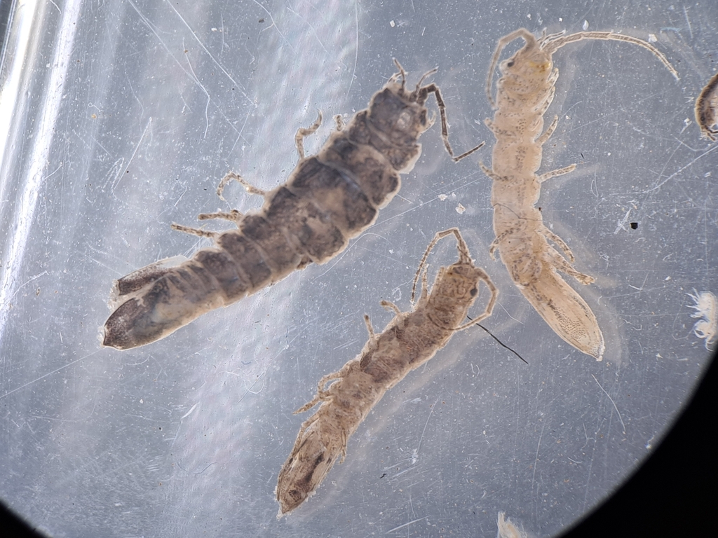 Idotea chelipes