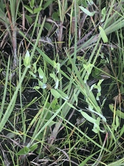 Symphyotrichum sericeum