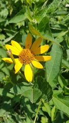 Heliopsis