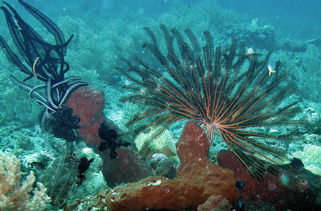 Bennett's Bushy Feather Star