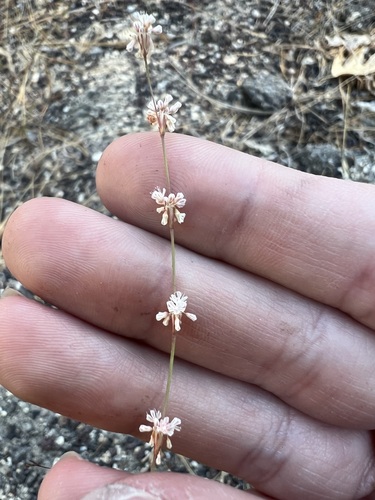 Image of Eriogonum davidsonii by no rights reserved