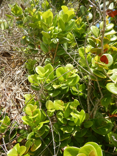 Eugenia sessiliflora, photograph 6