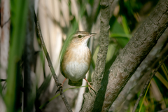 Helopsaltes certhiola
