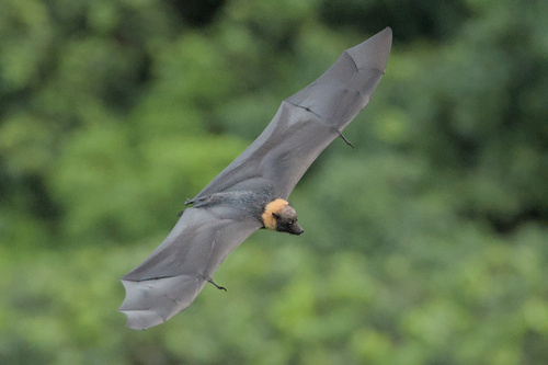 Mariana Flying-fox (Pteropus mariannus) — Endangered Mammalia