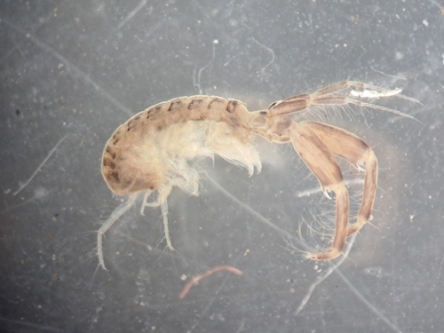 Monocorophium insidiosum
