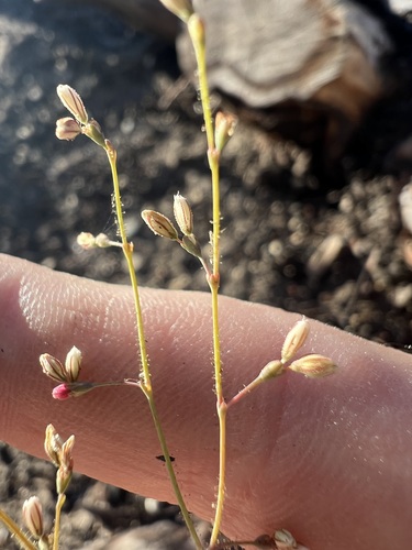 Image of Eriogonum apiculatum by no rights reserved