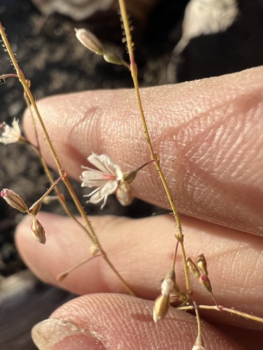 Image of Eriogonum apiculatum by no rights reserved