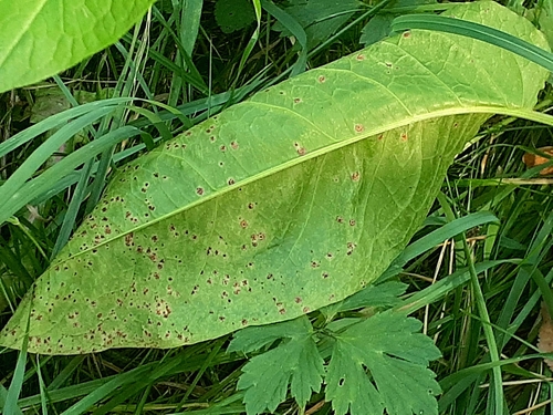 Uromyces rumicis