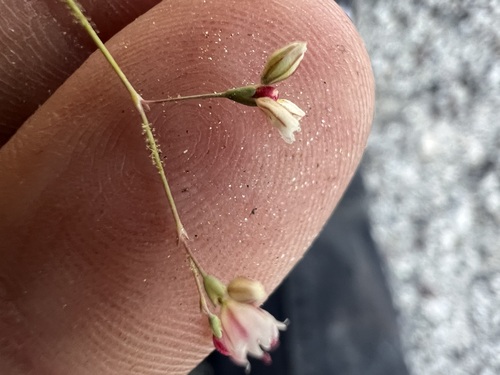 Image of Eriogonum apiculatum by no rights reserved