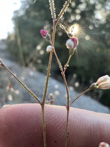 Image of Eriogonum apiculatum by no rights reserved