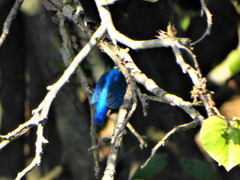 Alcedo semitorquata