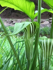 Arisaema stewardsonii