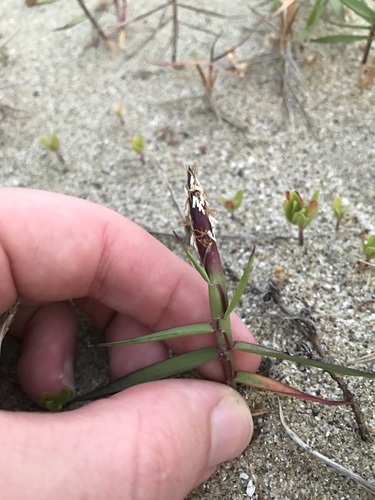 Zoysia macrostachya iNat (3)