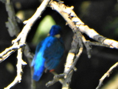 Alcedo semitorquata