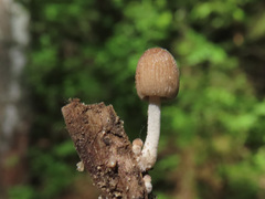 Candolleomyces typhae