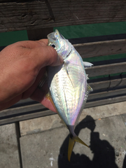 Chloroscombrus chrysurus