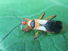 Castolus plagiaticollis