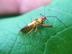 Castolus plagiaticollis