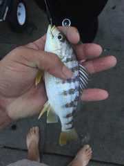 Conodon nobilis